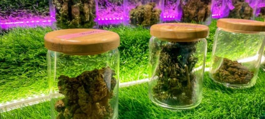 Vape i smok notd przewodnik po nowościach vape oraz recenzje smok notd